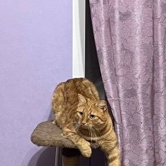 Подробнее об объявлении «Пропал кот кличка питер (петя) Березовский (Свердловская обл.)» Фото: пропала кошка  «Пропал кот кличка питер (петя) Березовский...» в г. Березовский (Свердловская обл.)