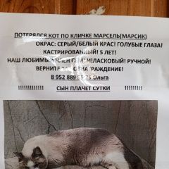Подробнее об объявлении «Пропал кот марсель Томск» Фото: пропала кошка  «Пропал кот марсель Томск» в г. Томск