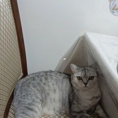 Подробнее об объявлении «Пропала кошка по имени ева Оренбург» Фото: пропала кошка Сиамская кошка «Пропала кошка по имени ева Оренбург» в г. Оренбург