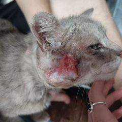 Подробнее об объявлении «Пропал кот Новоалтайск» Фото: пропала кошка  «Пропал кот Новоалтайск» в г. Новоалтайск