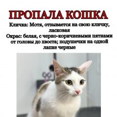 Подробнее об объявлении «Пропала кошка любимая кошка Омск» Фото: пропала кошка  «Пропала кошка любимая кошка Омск» в г. Омск