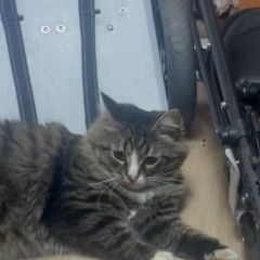 Подробнее об объявлении «Пропал кот. Кадошкино» Фото: пропала кошка Сибирская кошка «Пропал кот. Кадошкино» в г. Кадошкино
