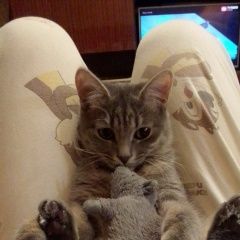 Подробнее об объявлении «Пропала кошка в е, район фабрика Добруш» Фото: пропала кошка  «Пропала кошка в е, район фабрика Добруш» в г. Добруш