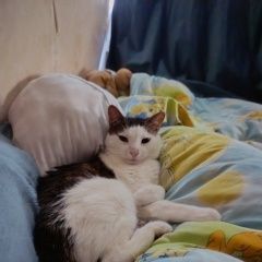Подробнее об объявлении «Пропал кот, степан Санкт-Петербург» Фото: пропала кошка  «Пропал кот, степан Санкт-Петербург» в г. Санкт-Петербург