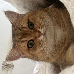 Подробнее об объявлении «Пропала кошка шотландский, липовый переулок д 5 Таруса» Фото: пропала кошка Шотландский сеттер (гордон) «Пропала кошка шотландский, липовый переулок д 5...» в г. Таруса