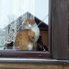 Подробнее об объявлении «Пропал кот басик Домодедово» Фото: пропала кошка  «Пропал кот басик Домодедово» в г. Домодедово