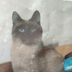 Подробнее об объявлении «Пропала кошка Ангарск» Фото: пропала кошка Сиамская кошка «Пропала кошка Ангарск» в г. Ангарск