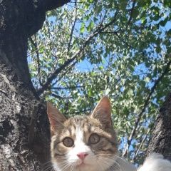 Подробнее об объявлении «Пропал кот Шахты» Фото: пропала кошка  «Пропал кот Шахты» в г. Шахты