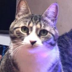Подробнее об объявлении «Пропала кошка Ярославль» Фото: пропала кошка  «Пропала кошка Ярославль» в г. Ярославль