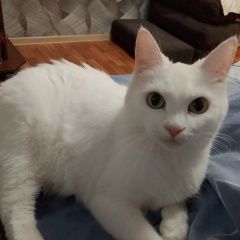 Подробнее об объявлении «Пропала кошка Ярославль» Фото: пропала кошка  «Пропала кошка Ярославль» в г. Ярославль