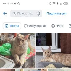 Подробнее об объявлении «Нижнекамск Пропала кошка» Фото: пропала кошка Мейн-кун «Нижнекамск Пропала кошка» в г. Нижнекамск