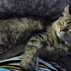 Подробнее об объявлении «Пропал кот Смоленск» Фото: пропала кошка  «Пропал кот Смоленск» в г. Смоленск