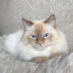 Подробнее об объявлении «Пропал кот Хабаровск» Фото: пропала кошка Невская маскарадная «Пропал кот Хабаровск» в г. Хабаровск