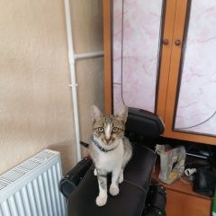 Подробнее об объявлении «Пропал кот Геленджик» Фото: пропала кошка  «Пропал кот Геленджик» в г. Геленджик