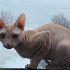 Подробнее об объявлении «Пропала кошка зовут шрек Таганрог» Фото: пропала кошка  «Пропала кошка зовут шрек Таганрог» в г. Таганрог