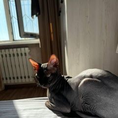 Подробнее об объявлении «Пропал кот. сфинкс. Шымкент (Чимкент)» Фото: пропала кошка Сфинкс «Пропал кот. сфинкс. Шымкент (Чимкент)» в г. Шымкент (Чимкент)