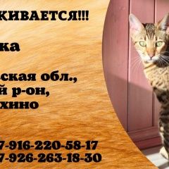 Подробнее об объявлении «Пропала кошка бенгальская Тучково» Фото: пропала кошка Бенгальская кошка «Пропала кошка бенгальская Тучково» в г. Тучково