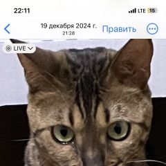 Подробнее об объявлении «Пропала кошка кличка андорра Подольск» Фото: пропала кошка Бенгальская кошка «Пропала кошка кличка андорра Подольск» в г. Подольск