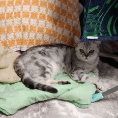 Подробнее об объявлении «Пропала кошка Оренбург» Фото: пропала кошка  «Пропала кошка Оренбург» в г. Оренбург
