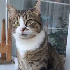 Подробнее об объявлении «Пропала кошка Петродворец» Фото: пропала кошка  «Пропала кошка Петродворец» в г. Петродворец