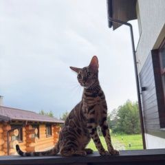 Подробнее об объявлении «Пропал кот бенгал Екатеринбург» Фото: пропала кошка Бенгальская кошка «Пропал кот бенгал Екатеринбург» в г. Екатеринбург