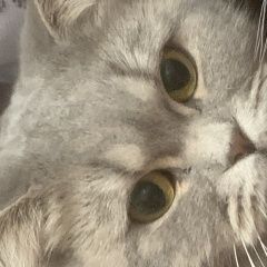 Подробнее об объявлении «Пропала кошка Новочеркасск» Фото: пропала кошка Британская длинношерстная кошка «Пропала кошка Новочеркасск» в г. Новочеркасск