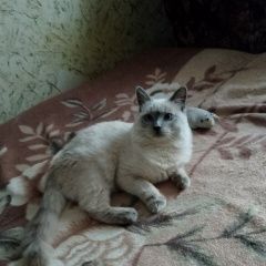 Подробнее об объявлении «Пропал кот молодой Ипатово» Фото: пропала кошка Сиамская кошка «Пропал кот молодой Ипатово» в г. Ипатово