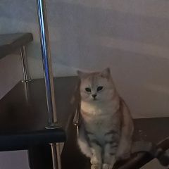 Подробнее об объявлении «Пропала кошка Кострома» Фото: пропала кошка Британская короткошерстная кошка «Пропала кошка Кострома» в г. Кострома