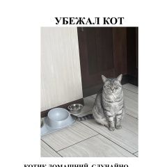 Подробнее об объявлении «Пропал кот очень ласковый. откликается на мотя Шацк» Фото: пропала кошка  «Пропал кот очень ласковый. откликается на мотя...» в г. Шацк