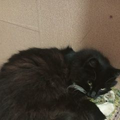 Подробнее об объявлении «Пропал кот Иркутск» Фото: пропала кошка Сибирская кошка «Пропал кот Иркутск» в г. Иркутск