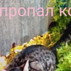 Подробнее об объявлении «Пропал котик Оренбург» Фото: пропала кошка  «Пропал котик Оренбург» в г. Оренбург
