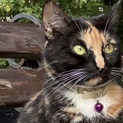 Подробнее об объявлении «Пропала кошка трехцветная кошка Москва» Фото: пропала кошка  «Пропала кошка трехцветная кошка Москва» в г. Москва