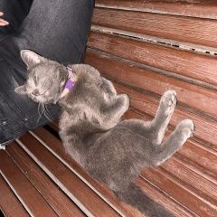 Подробнее об объявлении «Пропала кошка нашли кошку с ошейником на улице Шымкент (Чимкент)» Фото: пропала кошка  «Пропала кошка нашли кошку с ошейником на улице...» в г. Шымкент (Чимкент)