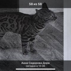 Подробнее об объявлении «Пропала кошка андорра Москва» Фото: пропала кошка  «Пропала кошка андорра Москва» в г. Москва