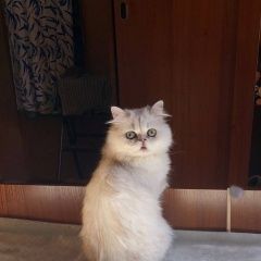 Подробнее об объявлении «Пропала кошка Туапсе» Фото: пропала кошка Персидская кошка «Пропала кошка Туапсе» в г. Туапсе