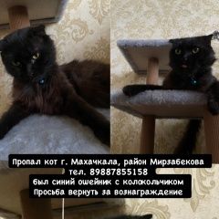Подробнее об объявлении «Пропал кот Махачкала» Фото: пропала кошка Британская длинношерстная кошка «Пропал кот Махачкала» в г. Махачкала