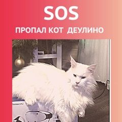 Подробнее об объявлении «Пропал кот в деулино белый мейкун Сергиев Посад» Фото: пропала кошка  «Пропал кот в деулино белый мейкун Сергиев Посад» в г. Сергиев Посад