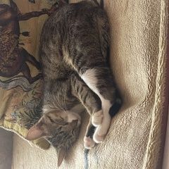 Подробнее об объявлении «Пропала кошка 7 месяцев Барнаул» Фото: пропала кошка  «Пропала кошка 7 месяцев Барнаул» в г. Барнаул