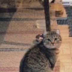 Подробнее об объявлении «Пропала кошка Всеволожск» Фото: пропала кошка  «Пропала кошка Всеволожск» в г. Всеволожск