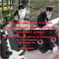 Подробнее об объявлении «Пропала кошка верните кошку на место бумеранг долетит Махачкала» Фото: пропала кошка  «Пропала кошка верните кошку на место бумеранг...» в г. Махачкала