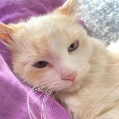 Подробнее об объявлении «Бузулук Пропала кошка» Фото: пропала кошка  «Бузулук Пропала кошка» в г. Бузулук