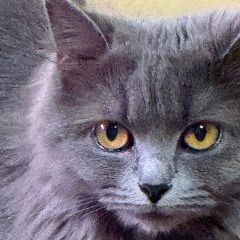 Подробнее об объявлении «Пропала кошка возраст 1 год, небольшая, пушистая Москва» Фото: пропала кошка  «Пропала кошка возраст 1 год, небольшая,...» в г. Москва
