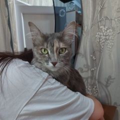 Подробнее об объявлении «Пропала кошка Шымкент (Чимкент)» Фото: пропала кошка  «Пропала кошка Шымкент (Чимкент)» в г. Шымкент (Чимкент)