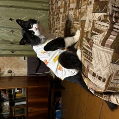 ����: ������� �����  ������� ��� ���� �������� � �. ��������