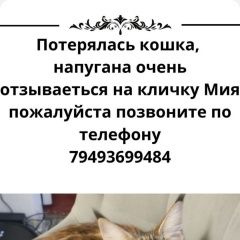 Подробнее об объявлении «Пропала кошка квл железнодорожный Макеевка» Фото: пропала кошка Мейн-кун «Пропала кошка квл железнодорожный Макеевка» в г. Макеевка