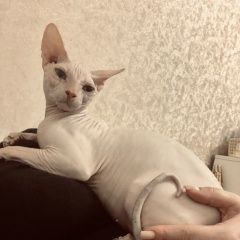 Подробнее об объявлении «Пропал кот Армавир» Фото: пропала кошка Канадский сфинкс «Пропал кот Армавир» в г. Армавир