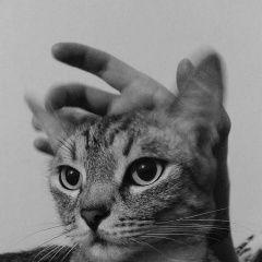 Подробнее об объявлении «Луганск Пропал кот здравствуйте» Фото: пропала кошка  «Луганск Пропал кот здравствуйте» в г. Луганск