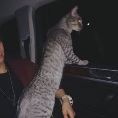 Подробнее об объявлении «Луганск Пропал кот здравствуйте» Фото: пропала кошка  «Луганск Пропал кот здравствуйте» в г. Луганск