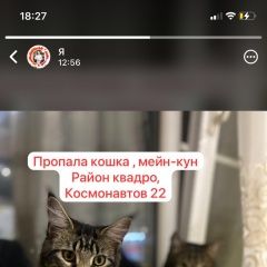 Подробнее об объявлении «Пропала кошка порода мейн-кун, девочка Ростов-на-Дону» Фото: пропала кошка Мейн-кун «Пропала кошка порода мейн-кун, девочка...» в г. Ростов-на-Дону
