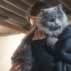 Подробнее об объявлении «Ессентуки Пропал кот» Фото: пропала кошка Британская длинношерстная кошка «Ессентуки Пропал кот» в г. Ессентуки